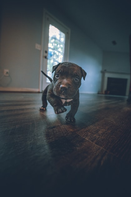 The Importance of Puppy Training