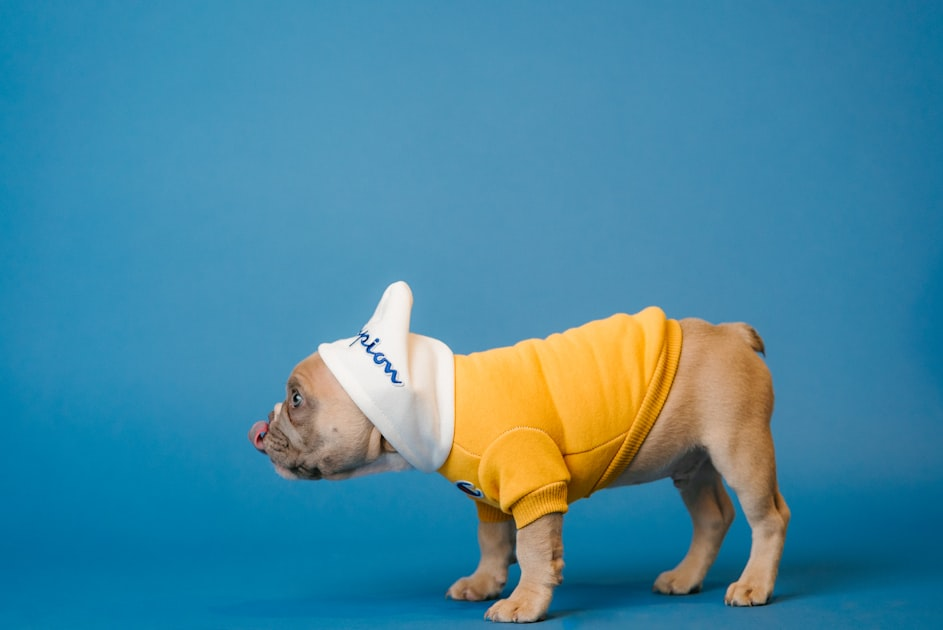Puppy Health: Tips for a Happy Life